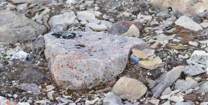 A wildlife audio recording devise hidden under rocks