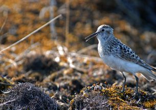 AI tool helps ecologists monitor rare birds through their songs