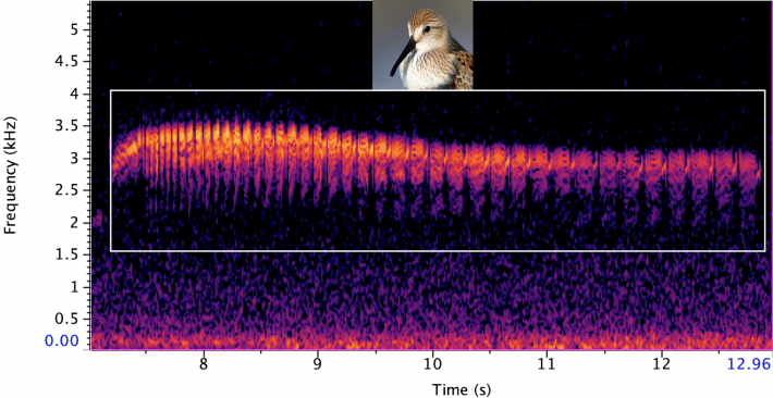 A spectogram showing the call of a dunlin