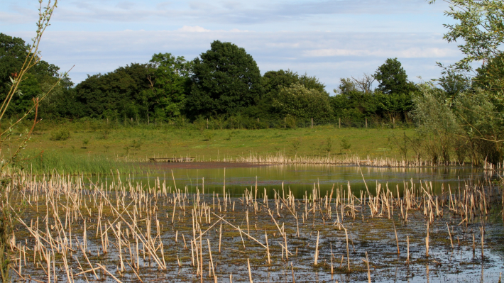 A UK wetland