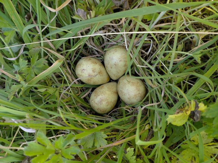 A curlew nest.