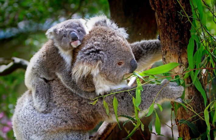 An adult koala climbing a tree with an infant koala on it's back. Developed can choose to directly restore koala habitats in Australia, a form of biodiversity offsetting