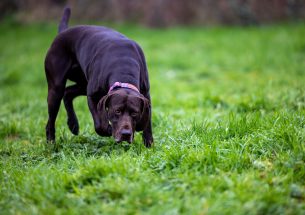 Conservation detection dogs sniff out rare curlew nests