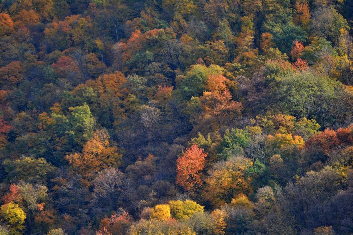 Ariel view of a forest canopy in Autumn