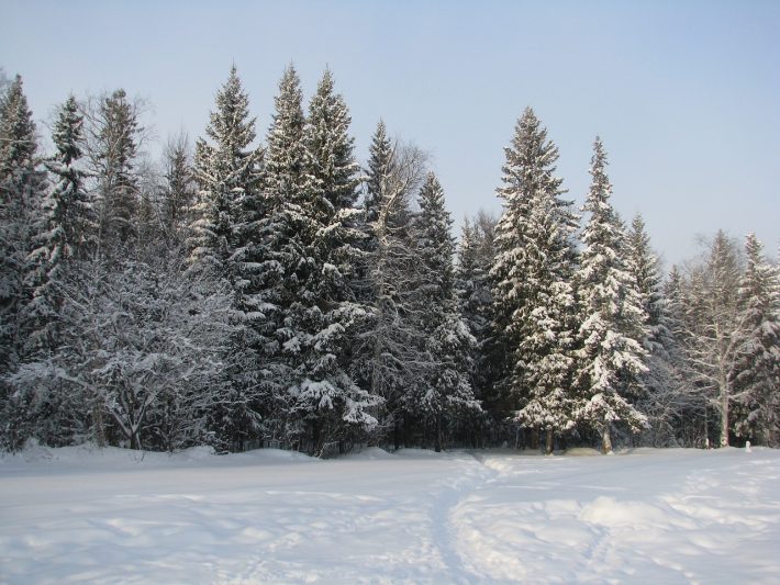 a boreal forest covered in snow