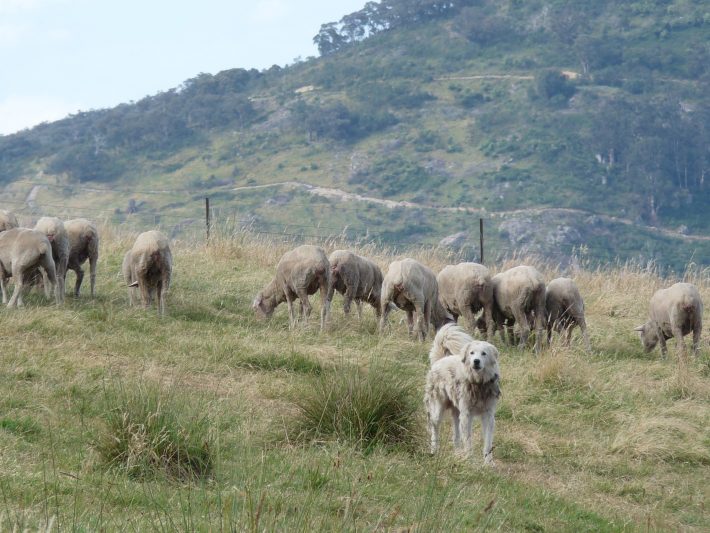 Maremma sheepdog, a livestock guardian dog, stood in a field of sheep.