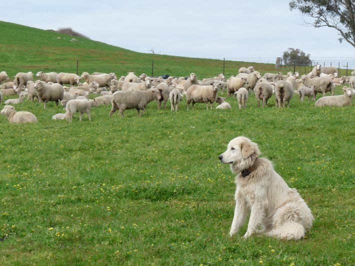 Maremma sheepdog, a livestock guardian dog, sat in a field of sheep.