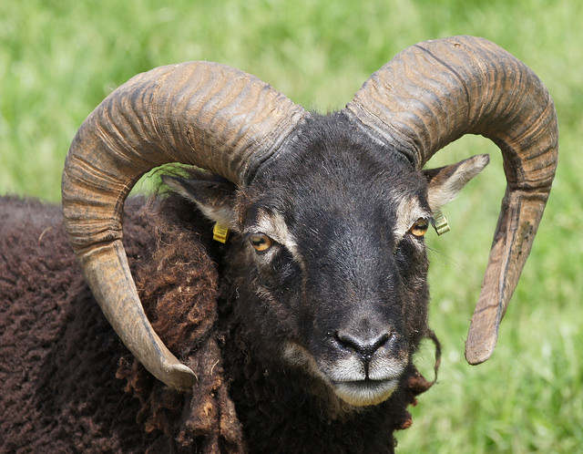 Soay Sheep (Tim Cook/Flickr)