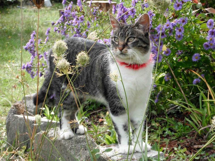 Roaming cats prey on their owners' minds - British Ecological Society