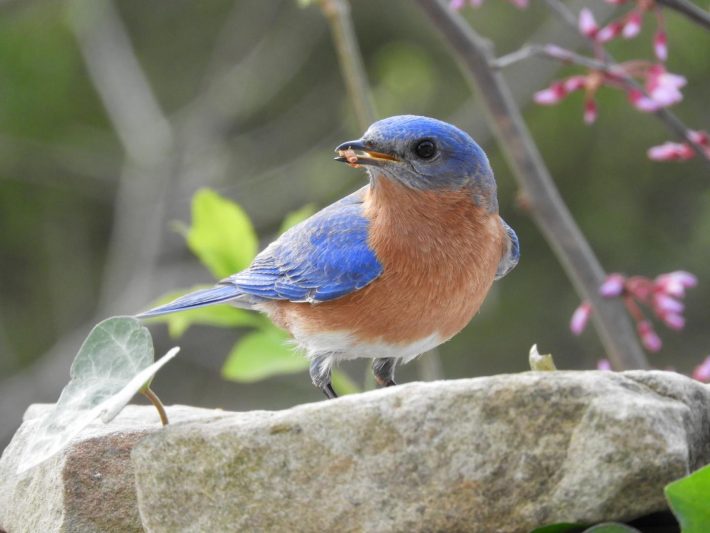 feeding bluebirds can have a significant impact on parasitic nest flies feeding on baby bluebirds.