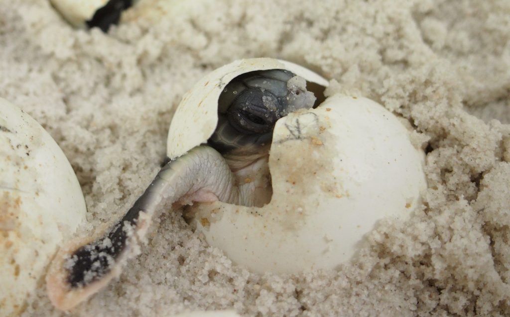 How temperature determines the sex of hatchling sea turtles - British