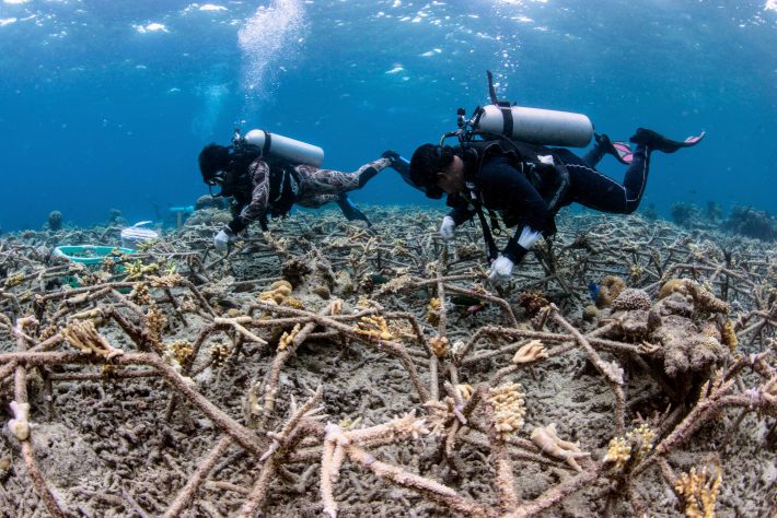 Divers installing reef stars