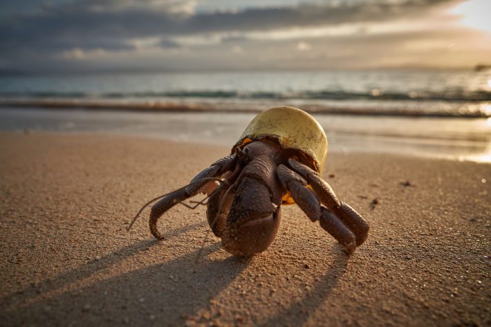 A terrestrial hermit crab wears its new shell, a faded yellow plastic bottle cap, in front of a postcard perfect idyllic beach scene overwhich the suns rays are shinning bright.