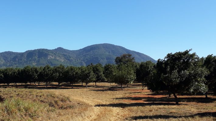 A macadamia nut plantation in South Africa