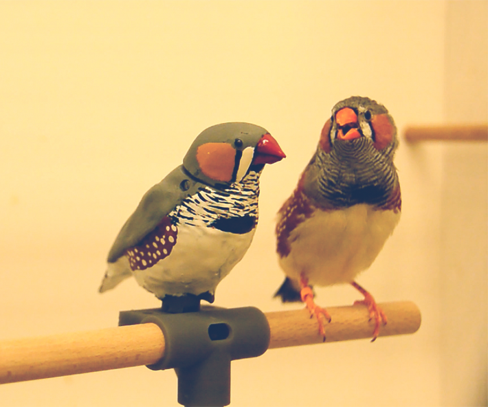 A young male finch standing next to the robotic zebra finch