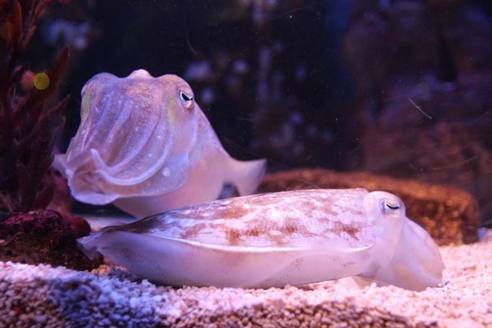 Image of cuttlefish, another type of cephalopod