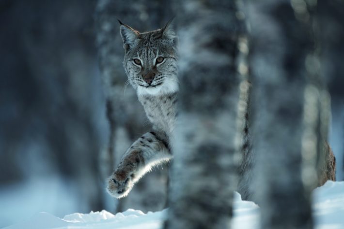 A female European lynx pictured in Norway