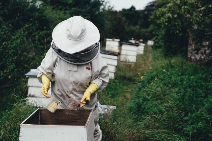 A beekeeper with bees. Bee colonies were placed on 20 farms with varying amounts of sunflowers