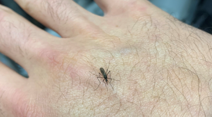 Un mosquito en la mano de una persona que participa en ciencia ciudadana