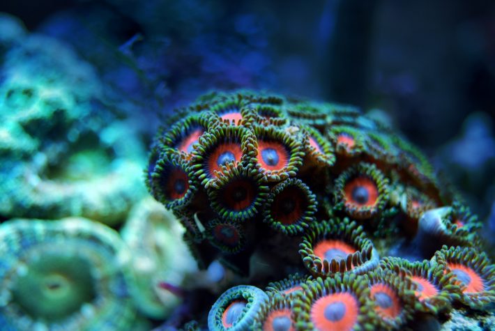 An image of a coral reef, with one particular type of coral in focus which has a green outer ring, a red ring in the middle, and a dark blue circle in the middle