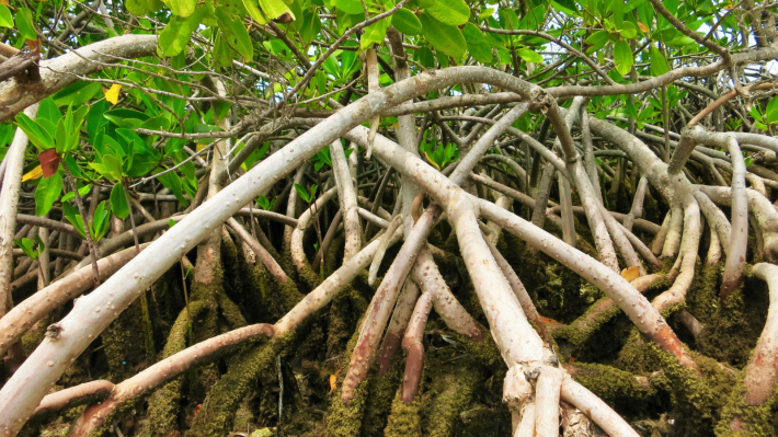 Mangroves with leaves visible in the top part of the image