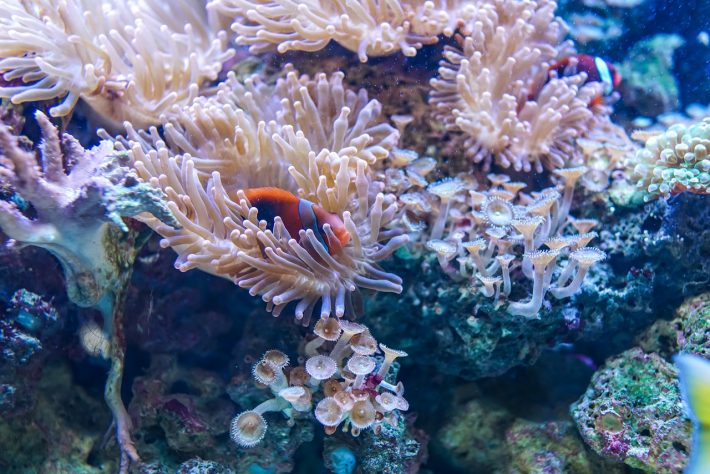 Image of a clownfish interacting with part of a coral reef