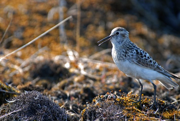 A baird sandpiper. Researchers can use a new AI tool generate lifelike calls of birds such as this.