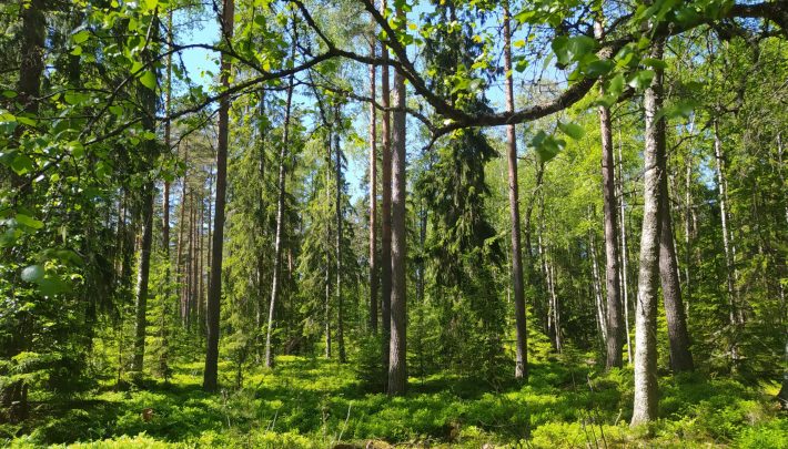 A forest with a mixture of tree species. These are found to be more resistant to storms
