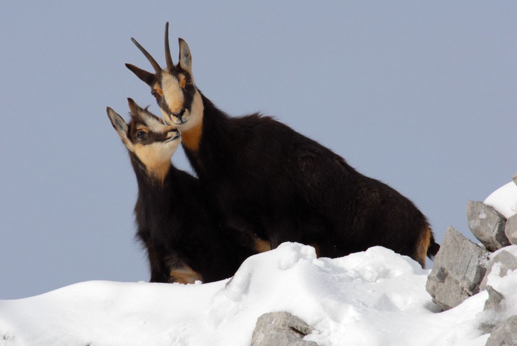 A female chamois with her young (© Marc Cornillon)